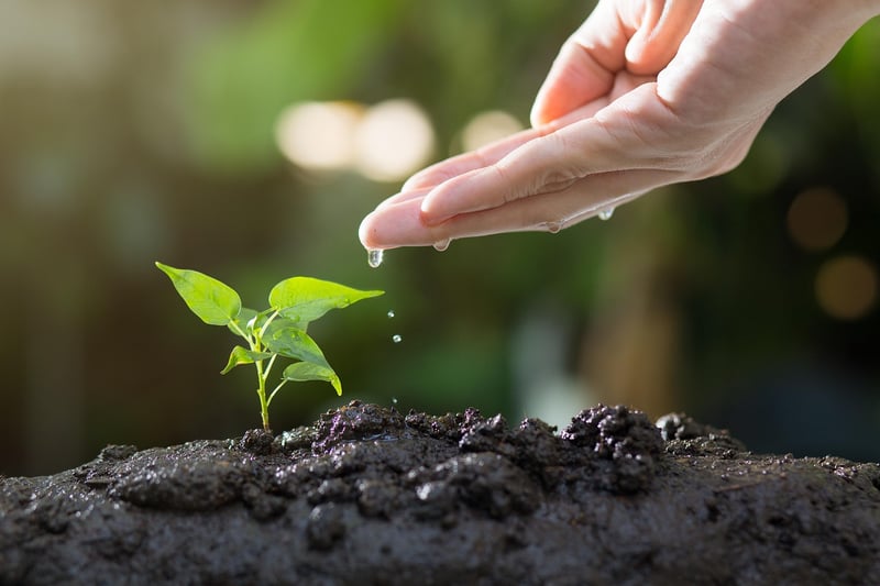 Fertilizing Plants