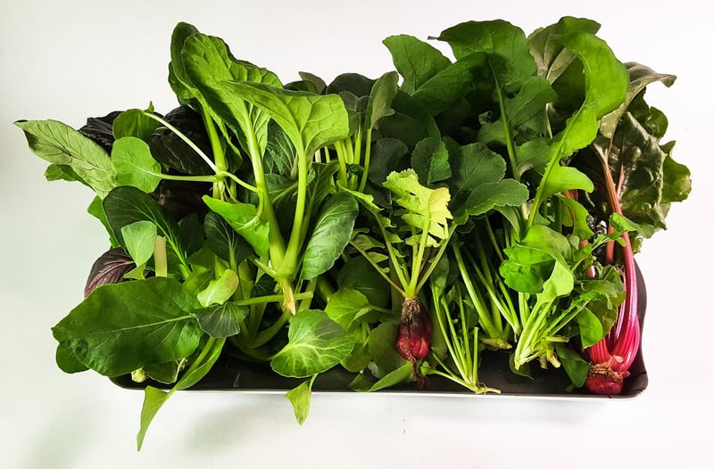 Vertical Hydroponic System