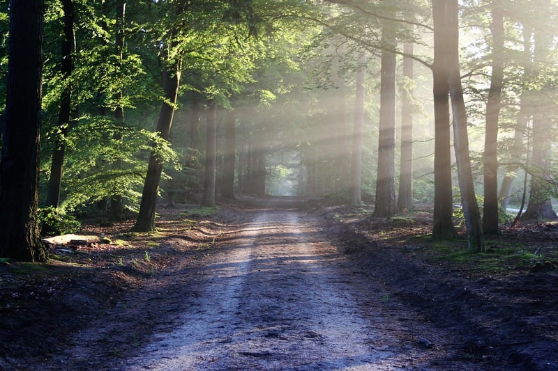 GreenPath Landscape